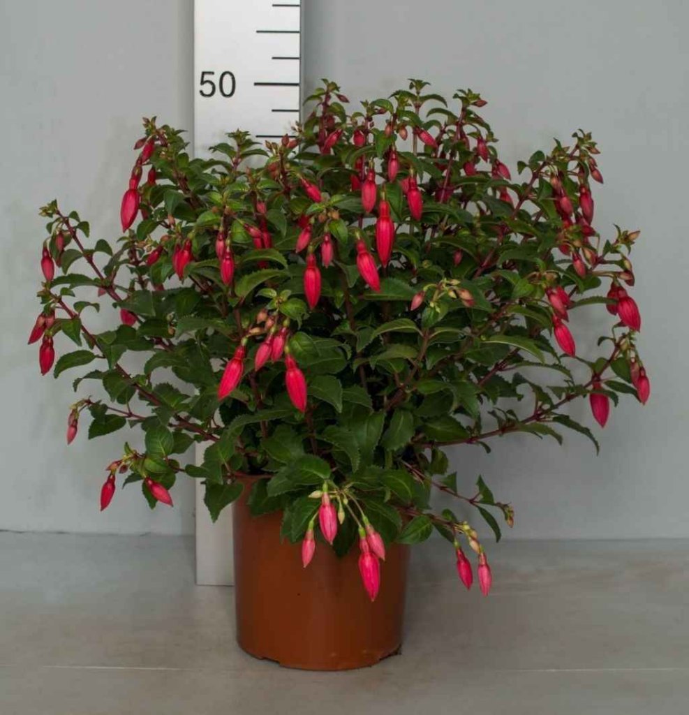 Fuchsia buisson 18
